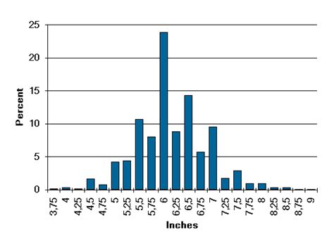 Average Penis Size Human Penis