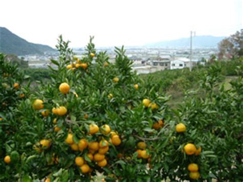 The site owner hides the web page description. みかん栽培方法 和歌山 有機 蜜柑 ミカン