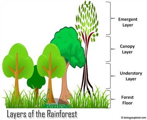 What Are The Four Layers Of The Equatorial Forest Brainly In