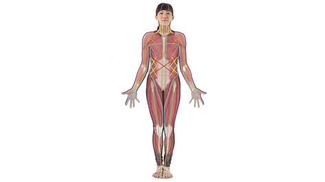 Learn About Fascia Fascia And Your Yoga Practice