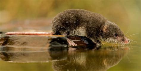 Steeped in history, oozing charm. Walk This Waterway Wednesday- The water shrew - The Mammal ...
