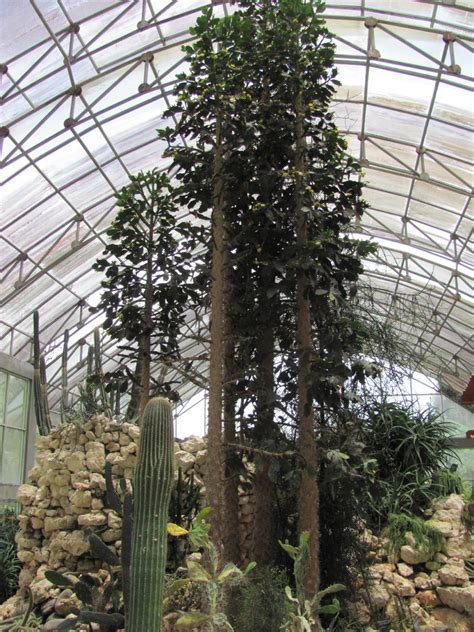 Es ist sicher für jeden etwas dabei. Botanischer Garten auf Bali - Bedugul - Baumkunde Forum