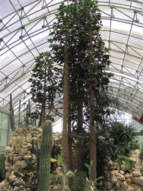 Die intention bei der anlegung des gartens war es, sich auf den anbau von nadelbaumpflanzen zu spezialisieren. Botanischer Garten auf Bali - Bedugul - Baumkunde Forum