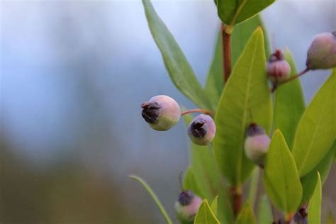 Come fare liquore di mirto. Mirto: proprietà, usi e come fare il liquore - greenMe