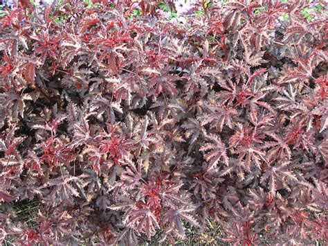 This remarkable foliage and contrast plant brings heavily serrated, gleaming garnet leaves that resemble the deeply the plant itself is beautiful and healthy. Annual Flower Trials at Bluegrass Lane, Horticulture ...
