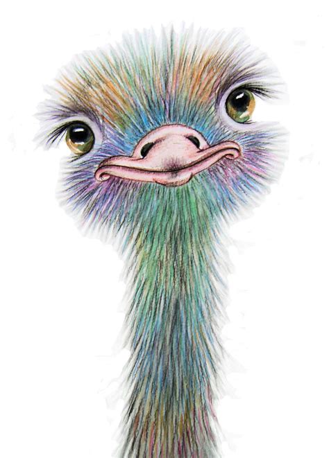 Ostrich Large A3 Print From Original Watercolour By Maria Moss Art Painting Drawings Art