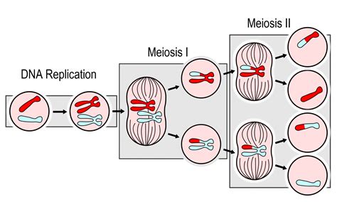 Sexual Reproduction Meiosis And Gametogenesis Human Biology