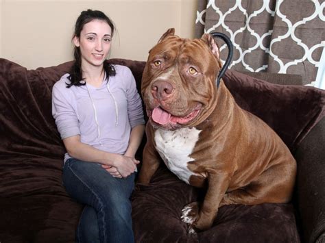 The Tallest Pitbull In The World