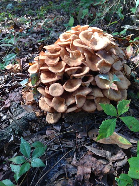 Ringless Honey Mushrooms Stuffed Mushrooms Wild