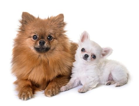 Premium Photo Puppy Chihuahua And Pomeranian