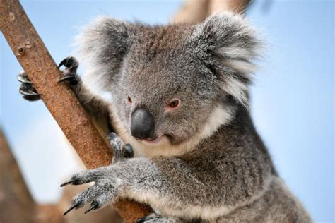 Koalas Are Functionally Extinct With Only 80000 Left In Wild