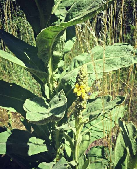 Mullein Is One Of The Most Recognizable Medicinal And Useful Plants