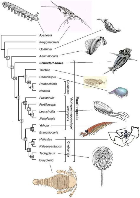 Arthropods form the phylum euarthropoda, which includes insects, arachnids, myriapods, and crustaceans. Базальная часть эволюционного древа членистоногих ...