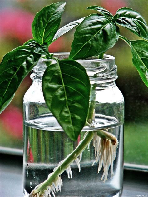 To look for something by turning things over: 8 Plants You Can Start with Only Cuttings and a Glass of ...