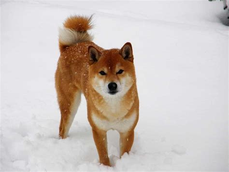 ɕiba inɯ) is a breed of hunting dog from japan. Shiba Inu : Infos & Conseils de l'Expert Sur Cette Race