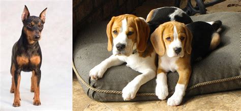 Miniature Pinscher Vs Beagle Breed Comparison Mydogbreeds