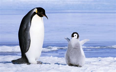 Penguin Wallpapers 65 Best Free Penguin Hd Wallpaper For Ios Cute