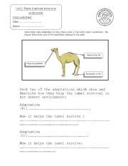 English worksheets: camel adaptation