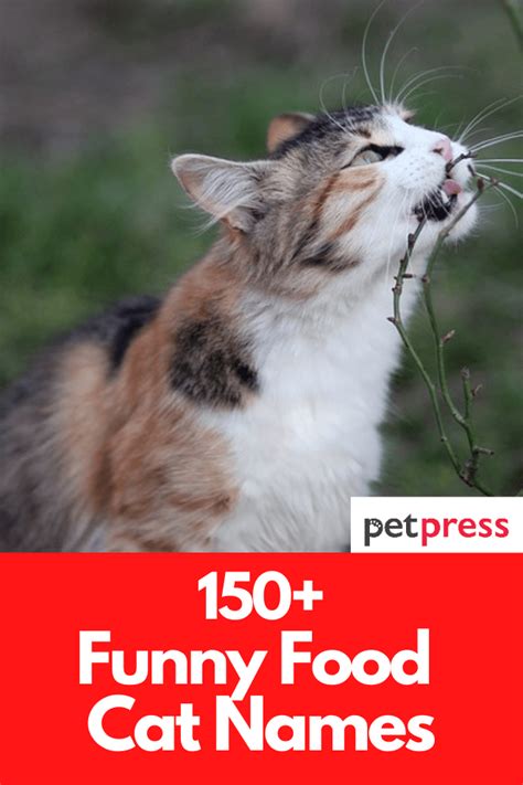 150 Funny And Hilarious Food Cat Names For Male And Female Kittens
