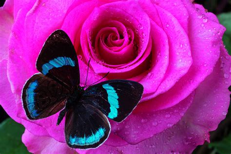 Pink Rose And Black Blue Butterfly Photograph By Garry Gay