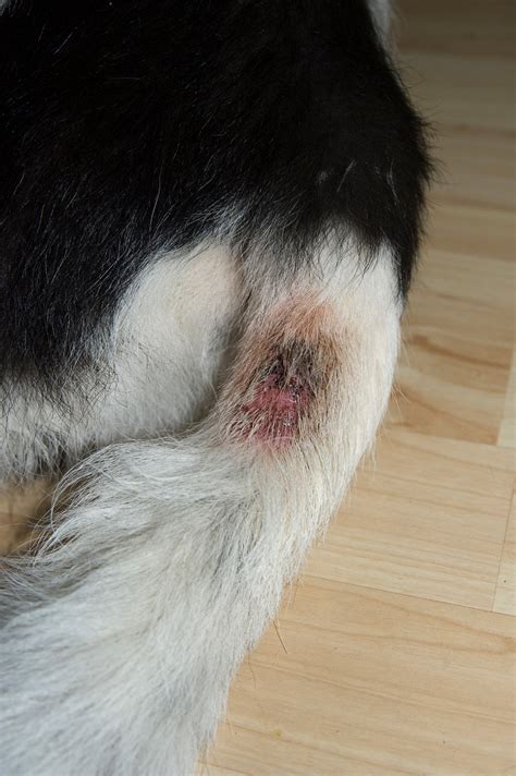 Dog Hot Spots And How To Treat Them Doncaster Vet
