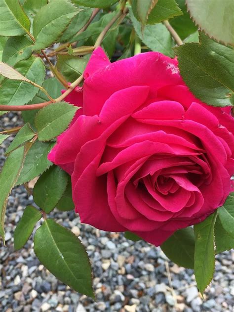 Get the email address format for people working at. Plant database entry for Rose (Rosa 'All My Loving') with ...