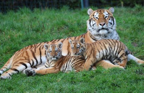 First Amur Tiger Cubs Born At Dublin Zoo In 20 Years To Go On View This
