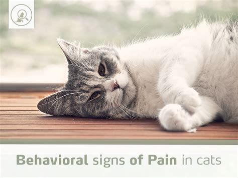 Behavioral Signs Of Pain In Cats Improve International