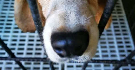 Va Secretary Defends Lethal Taxpayer Funded Experiments On Dogs Huffpost