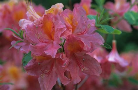 Rhododendron Mount Saint Helens Azalea Garden Center Marketing