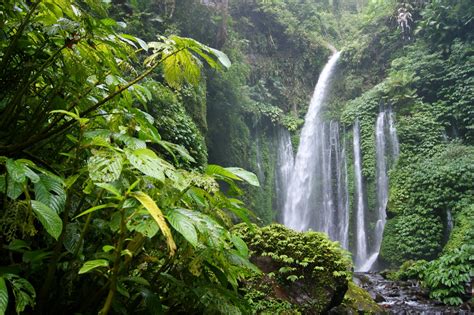 Rainforest Waterfall