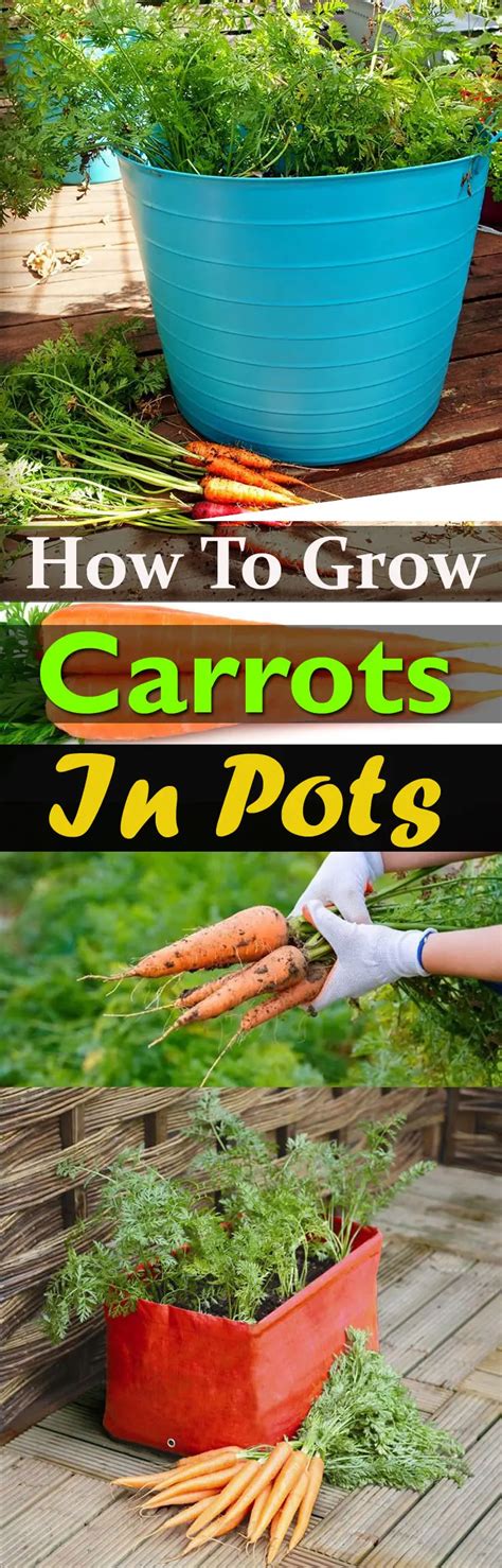 How To Grow Carrots In Pots And Containers Container Gardening