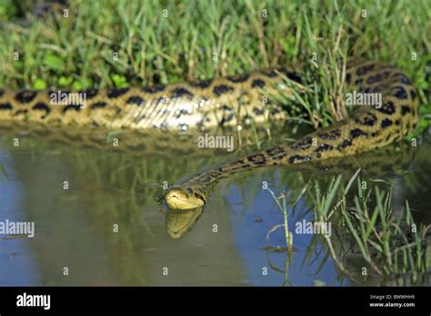 Im Wasser In Water Schwimmend Swimming Anaconda Anacondas Snake