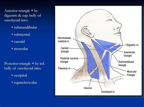 Ppt Anatomy Of Head And Neck Infections Powerpoint Presentation Free
