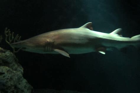 Baltimore National Aquarium Sand Tiger Shark The Nation… Flickr