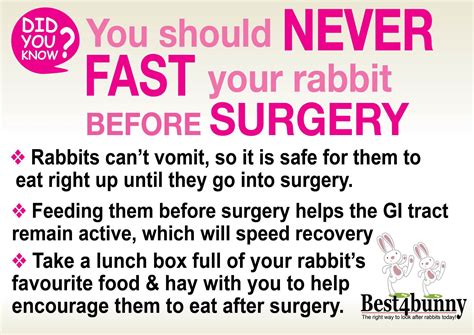 Rabbit Care Advice Best 4 Bunny Bunny Care Tips Rabbit Care Bunny