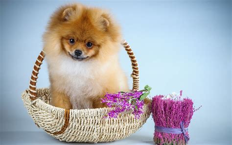 Check spelling or type a new query. Puppies and Flowers Wallpapers (63+ images)