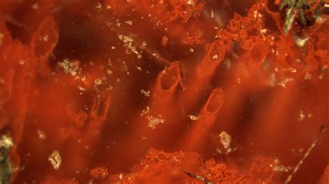 Fossils Of Earliest Bacteria On Earth Offer Clue To Life On Mars News