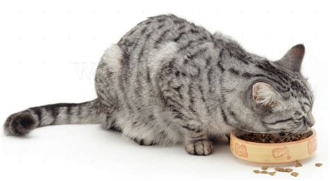 Cats are obligate carnivores which means they must have meat in their diet to survive. Why Do Cats Act Like Their Food Bowl Is Empty? | VetDepot Blog