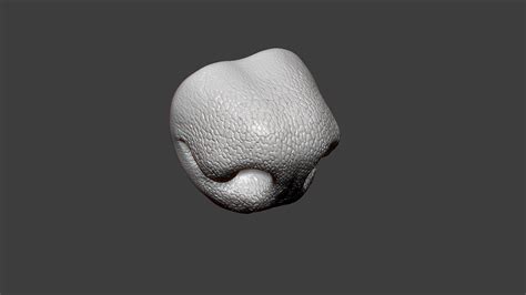 Dog Nose Zbrush Sculpt 3d Model Turbosquid 1774387