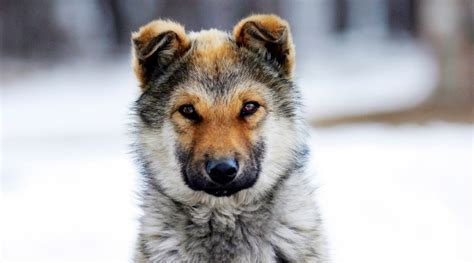 Wolf Golden Retriever Mix Puppy