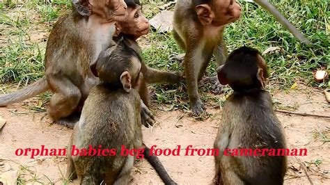 Take A Look They Are So Hungry Adorable Orphan Babies Demand Food From