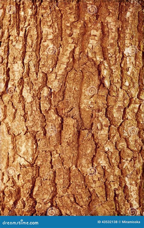 Autumn Forest Brown Wooden Background Texture Forest Wooden Tree Bark