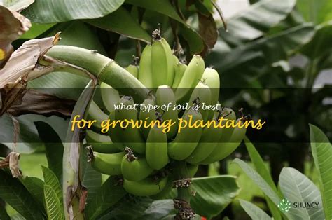 Unlocking The Secrets To Plantain Cultivation Choosing The Right Soil