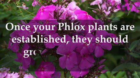 How To Grow Phlox Plants At Home Youtube