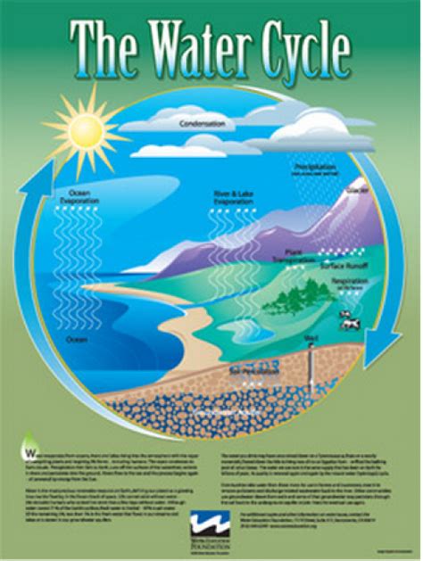 Water Cycle Poster Water Education Foundation