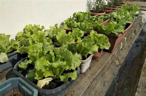 Perkongsian daripada admin group kebun bandar : Cara Tanam Sayur Hidroponik Di Rumah - Berbagi Tanam