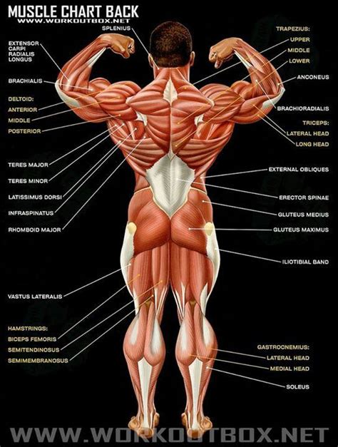 Muscle Chart Back View Human Body Anatomy Body Muscle Anatomy Human Anatomy And Physiology