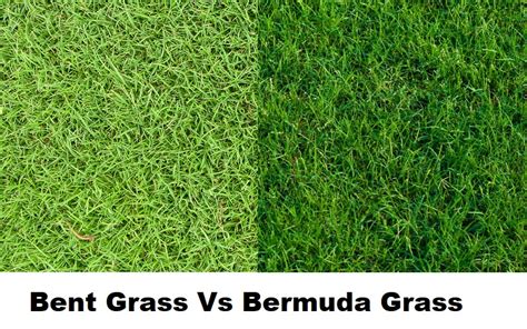 Zoysia Grass Vs Bermuda Best Manual Lawn Aerator My Xxx Hot Girl