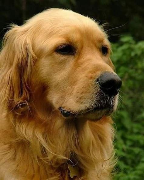Pin By Петрова Росица On Това е животът Golden Retriever Dogs Golden